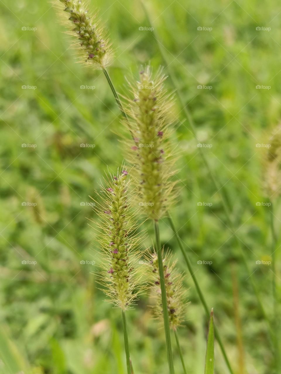 Bur bristle Grass