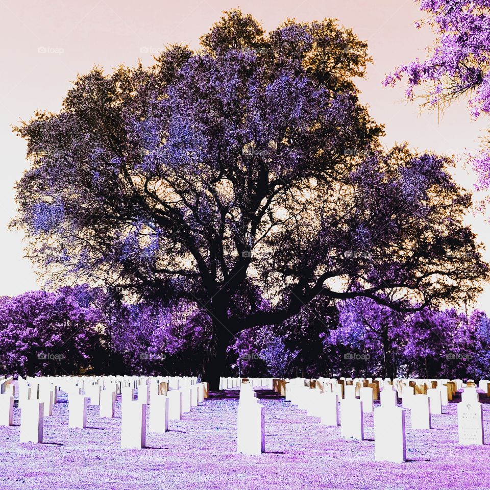 purple oak