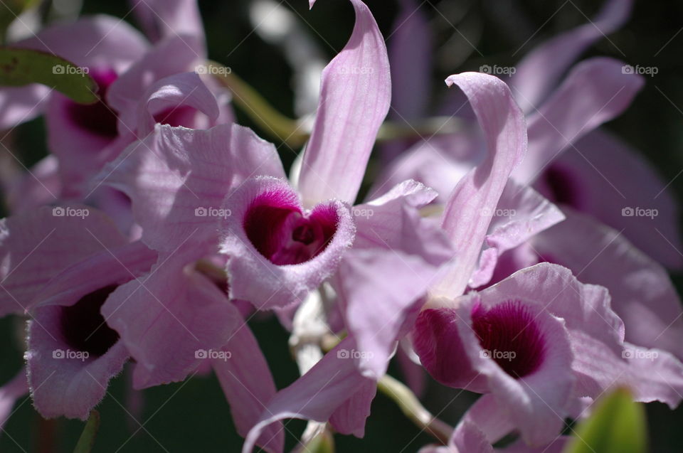 Orchid - DR