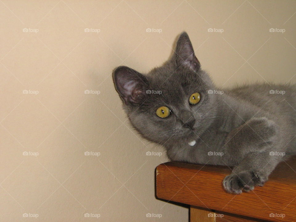 Cat, Mammal, Portrait, Pet, One