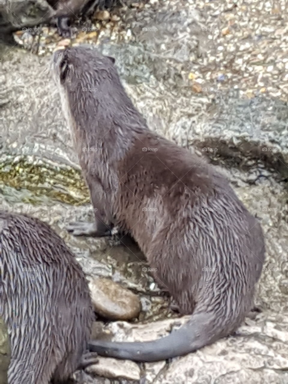 otter