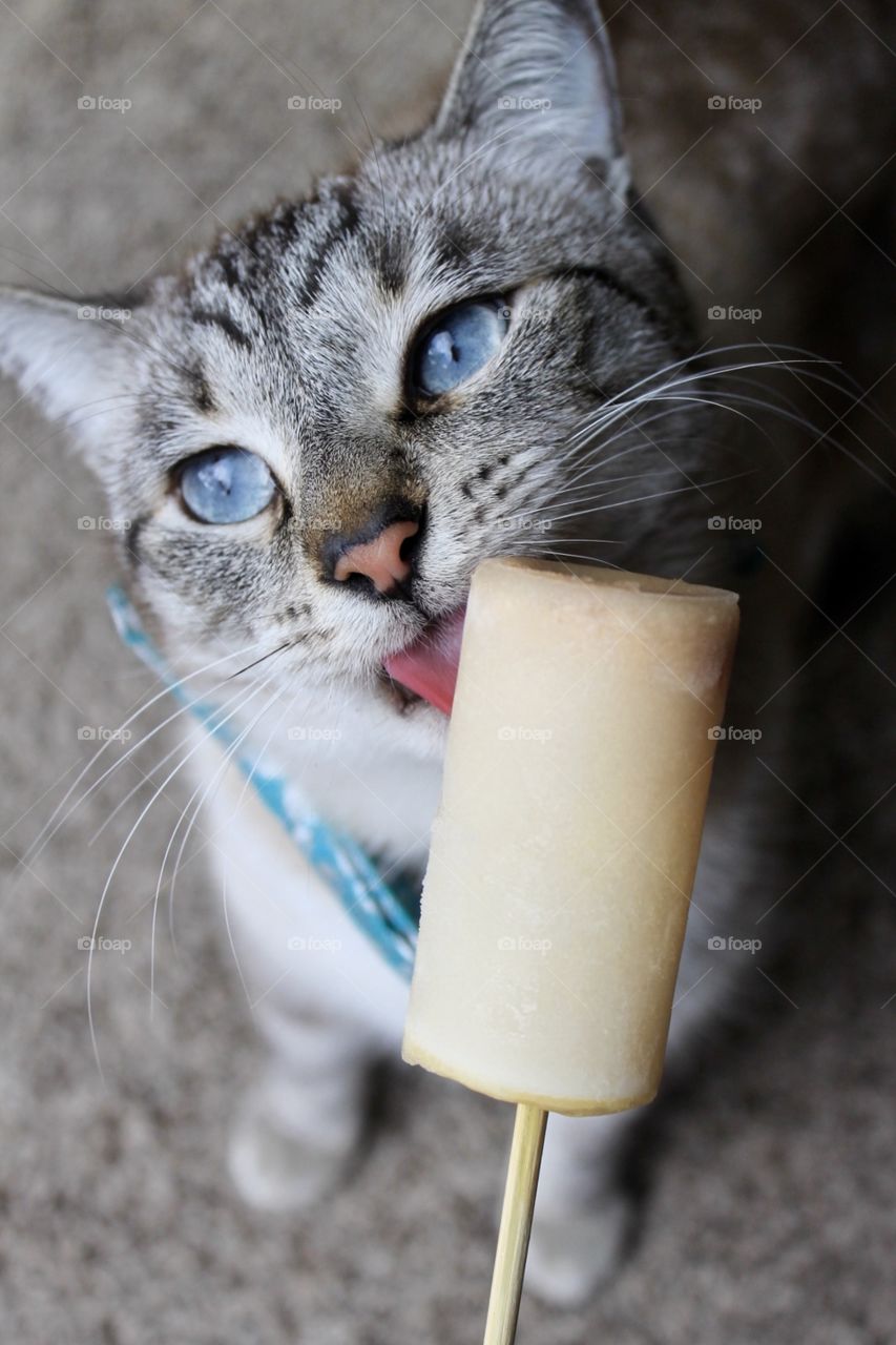 Peeta enjoying a tuna popsicle 