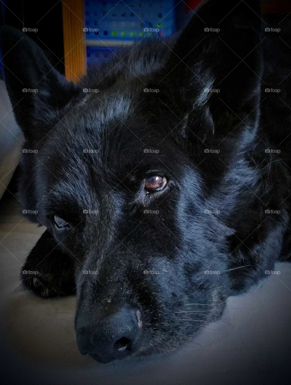 Old wise German Shepard