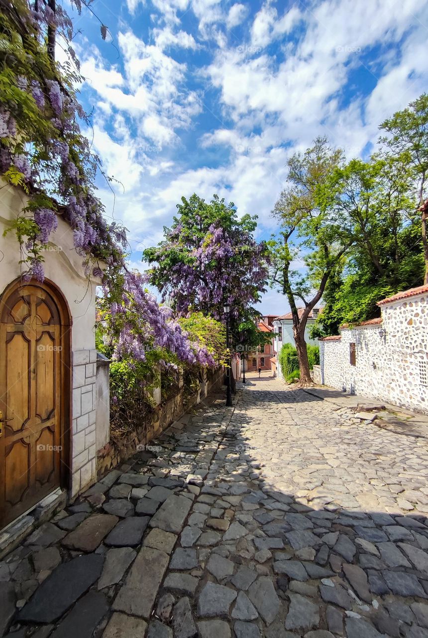 Urban nature Plants, Bulgaria