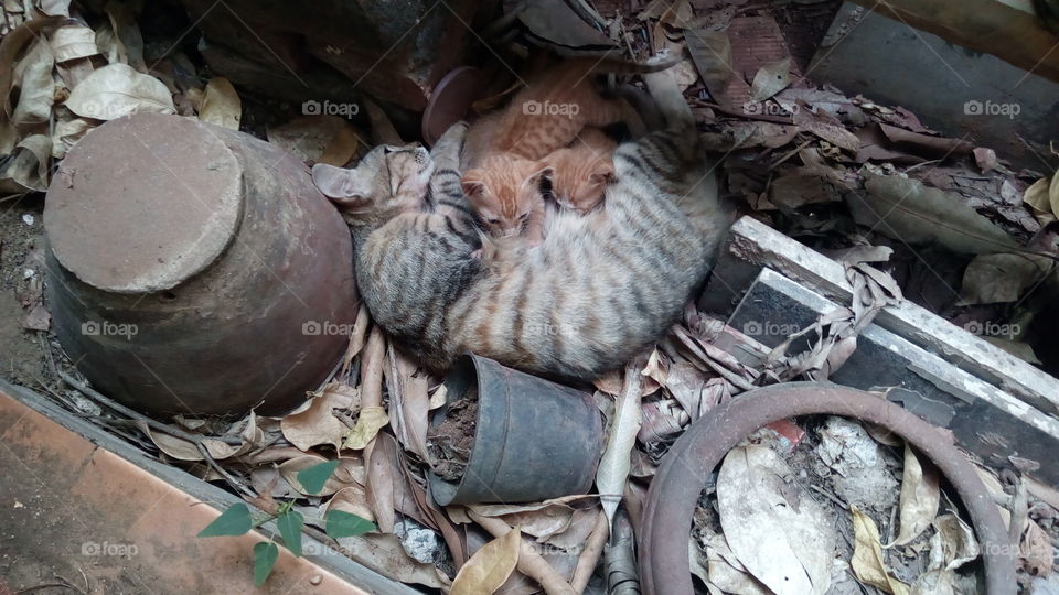 Stray cat mum feeding her lovely two kittens...