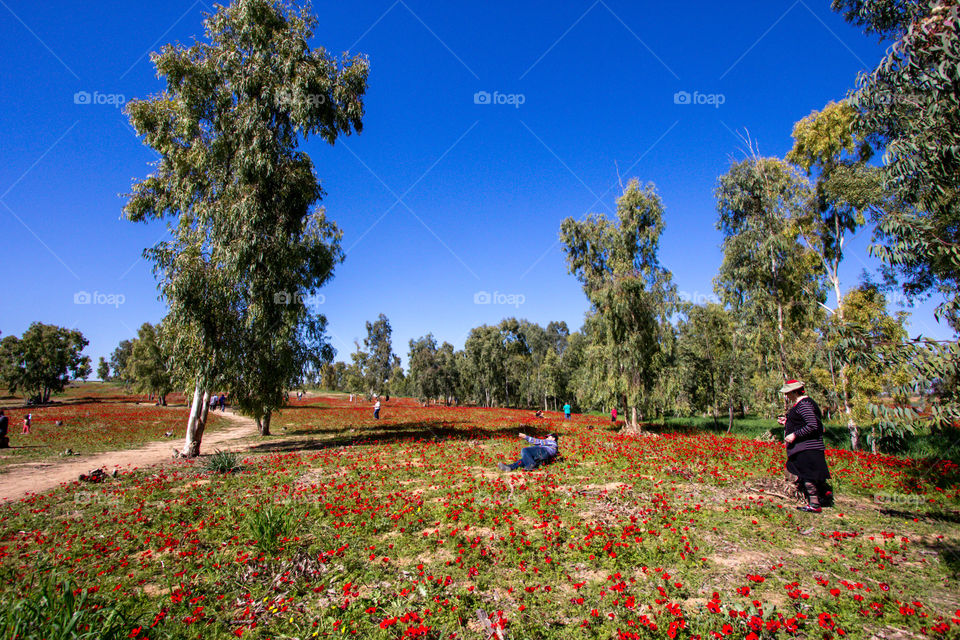 Leisure time at poppies forest 