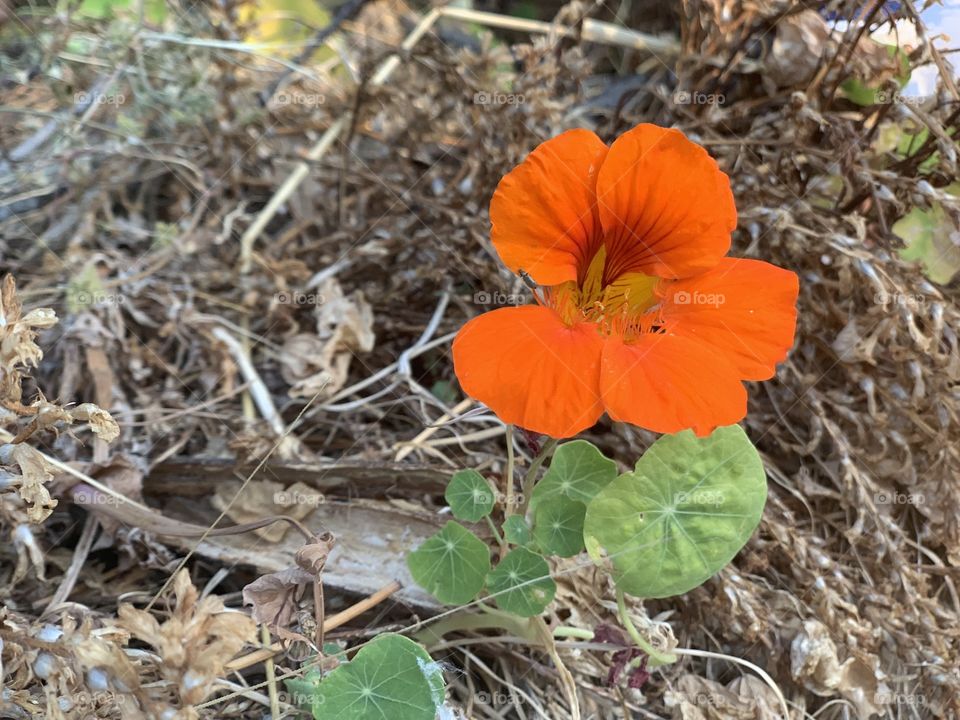 Orange flower