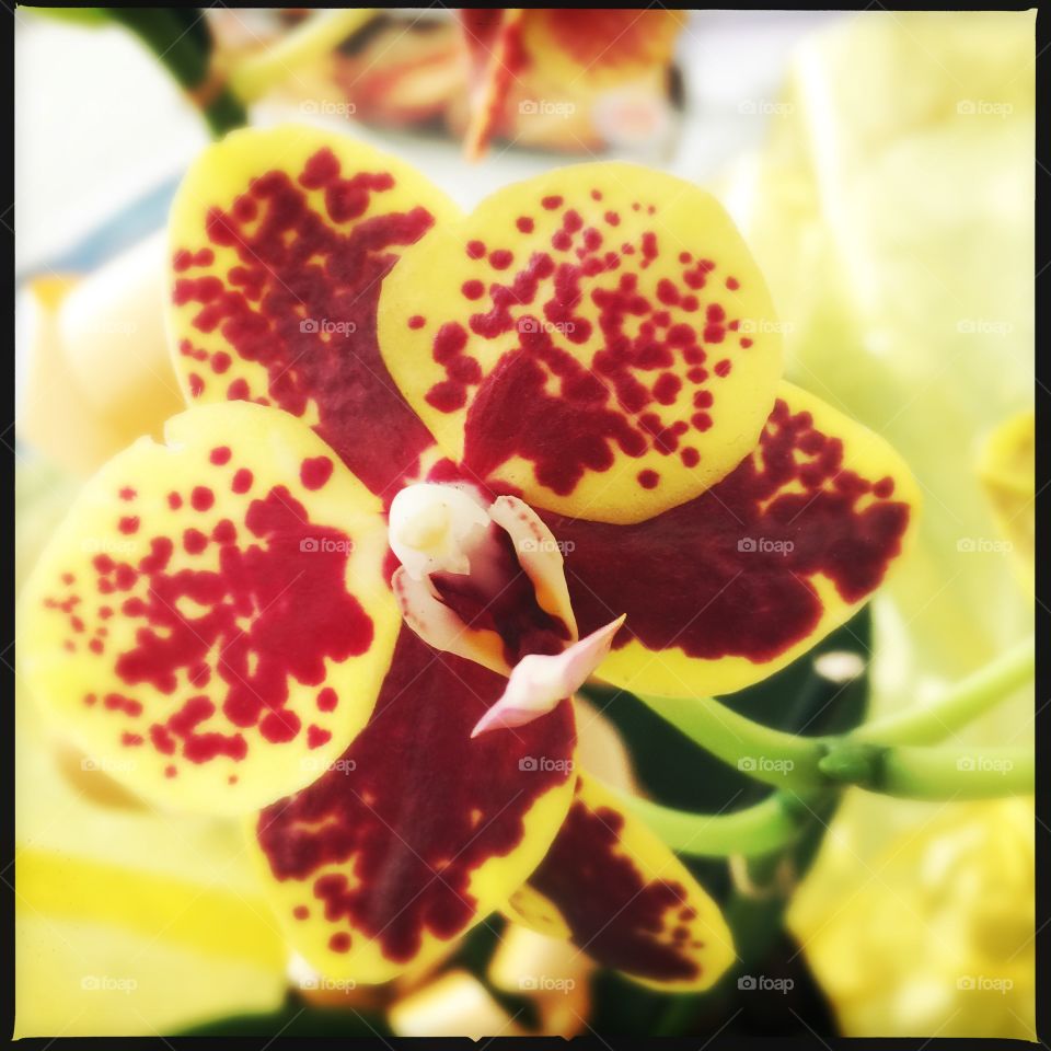 Orchid face!