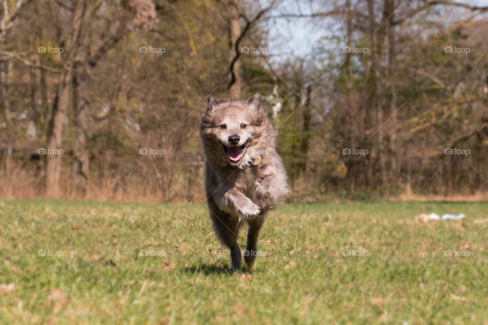 My happy pup 