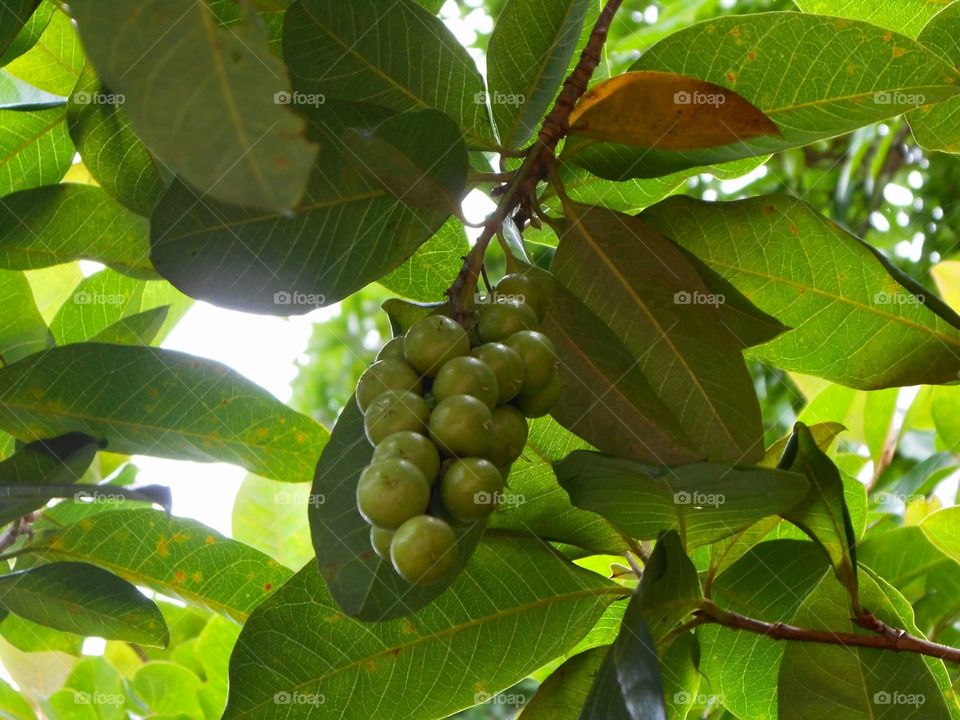 Bunch Of Hog Berries