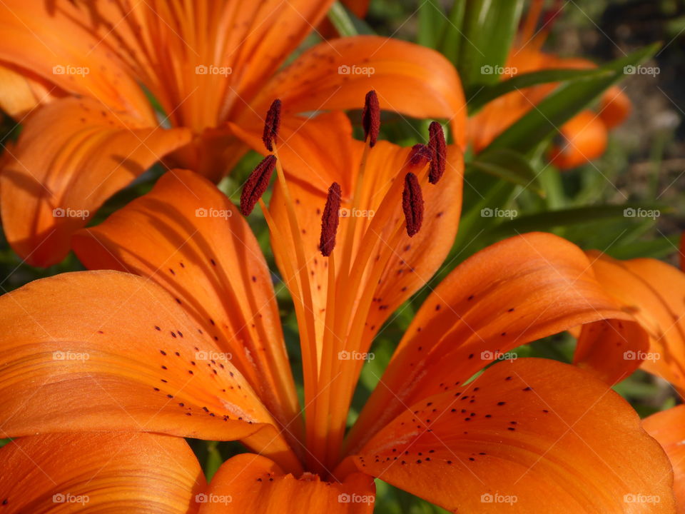 Orange Lillies