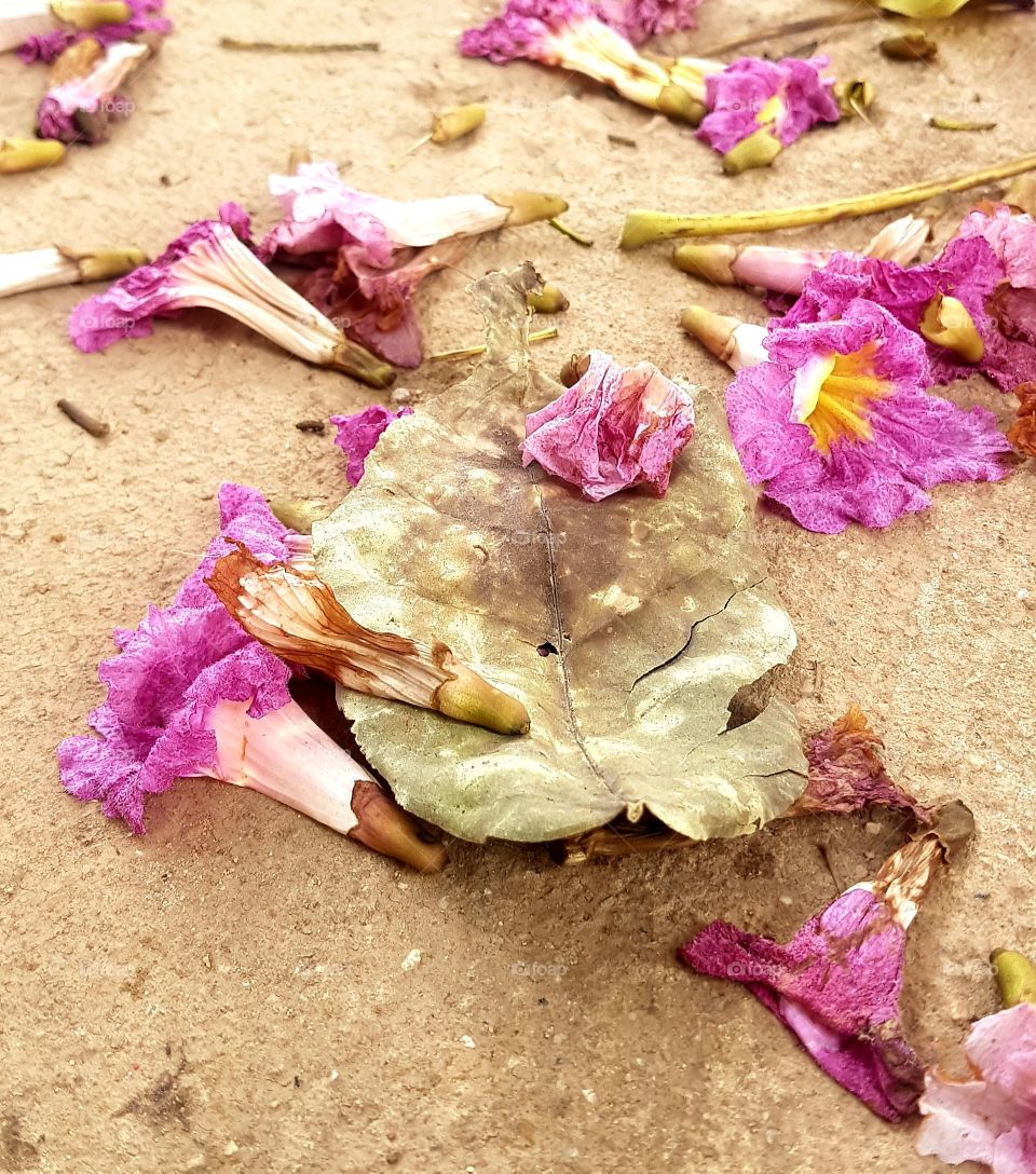 leaves and withered flowers