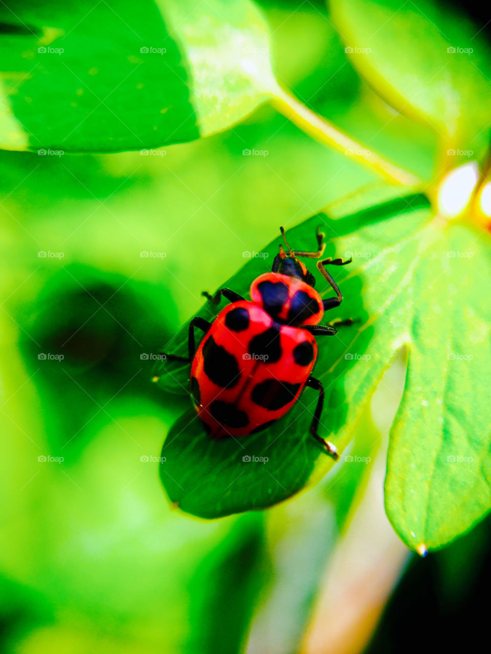 Ladybug on a Leaf