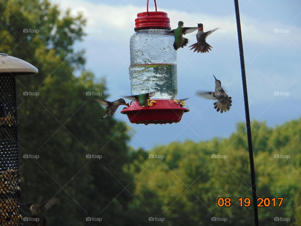 hummingbirds
