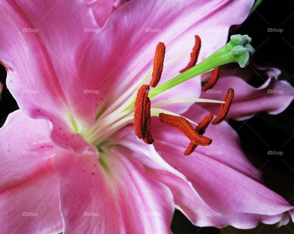 Beautiful pink lily