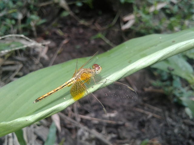 Dragonfly