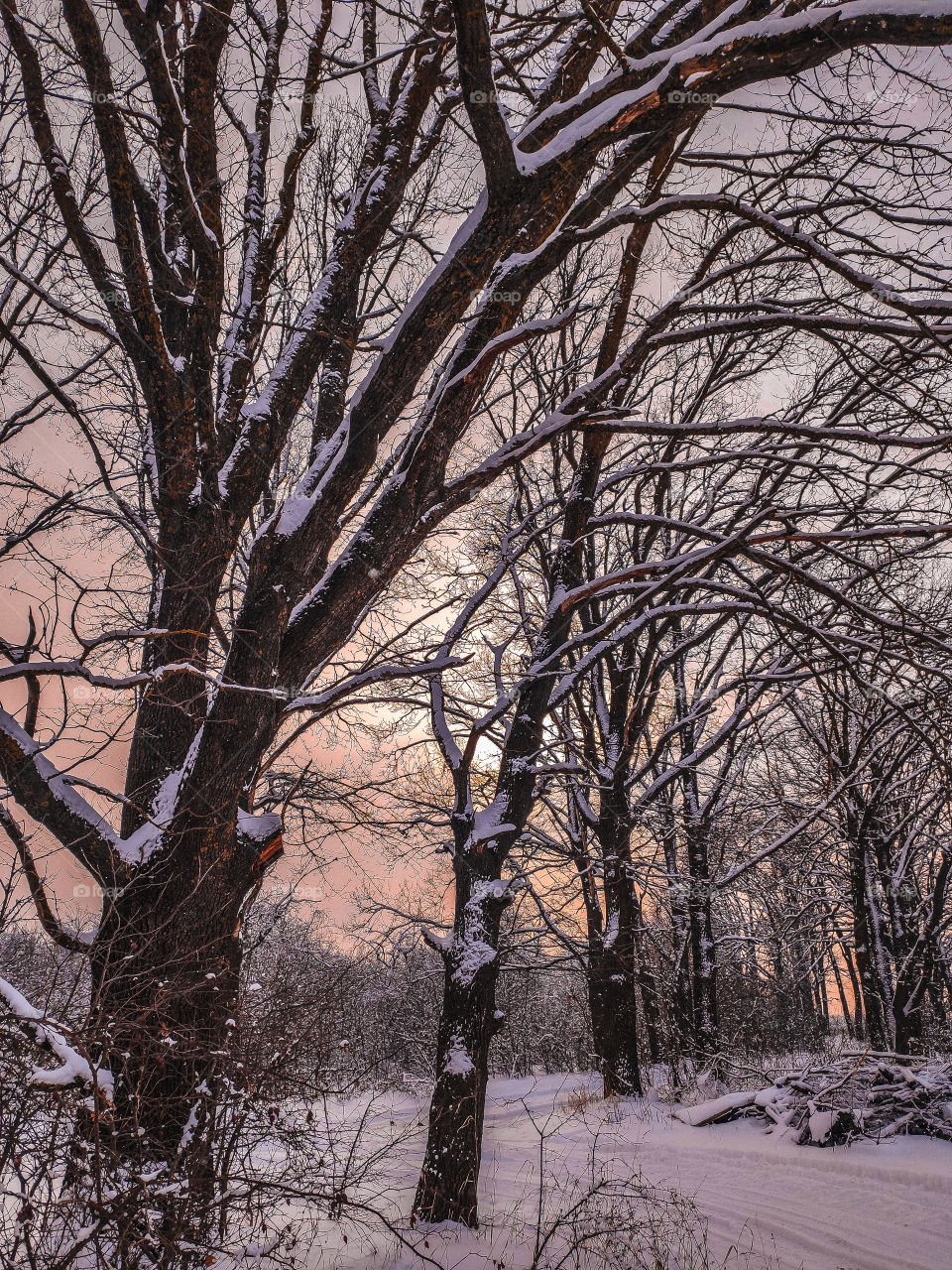 trees covered with snow