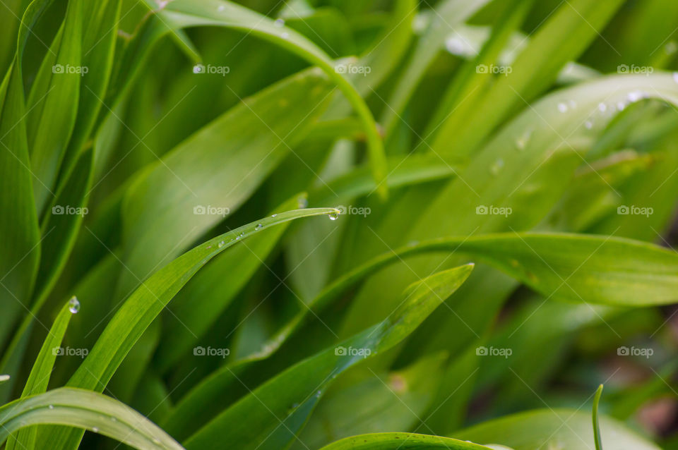 Water drop on leaf