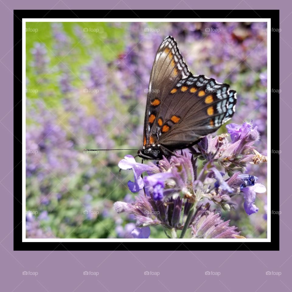 red-spotted purple