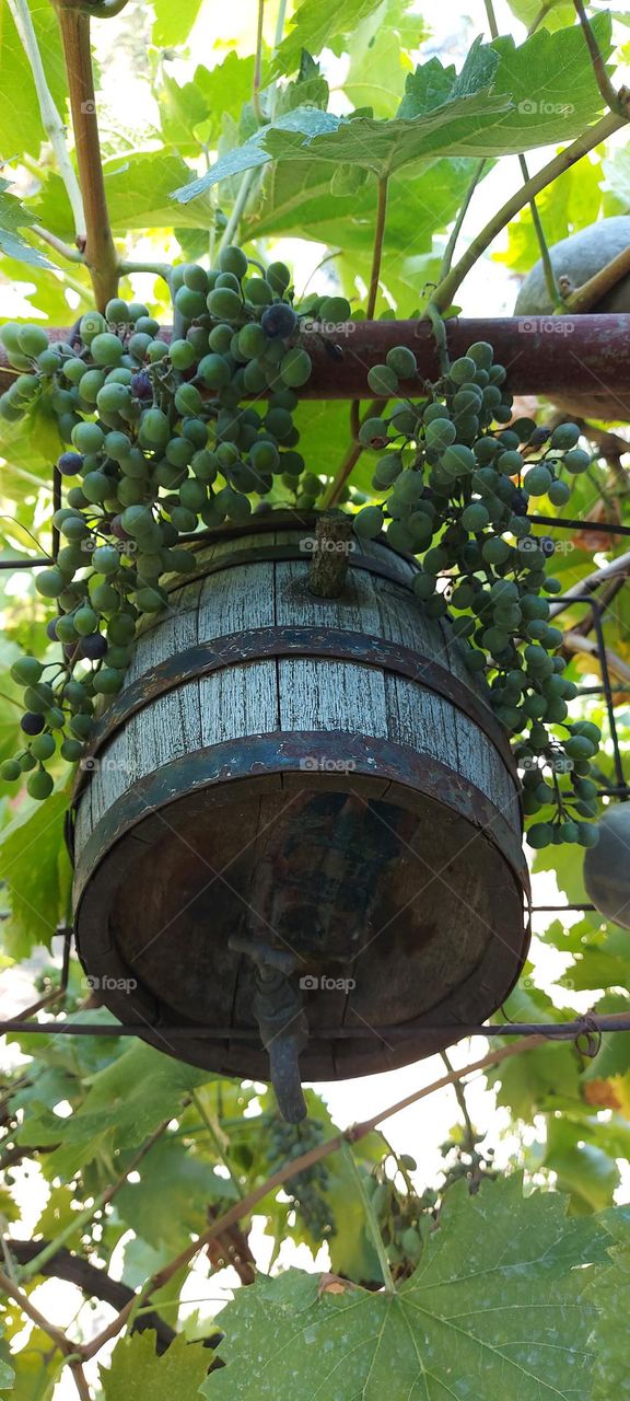 we are getting ready for wine