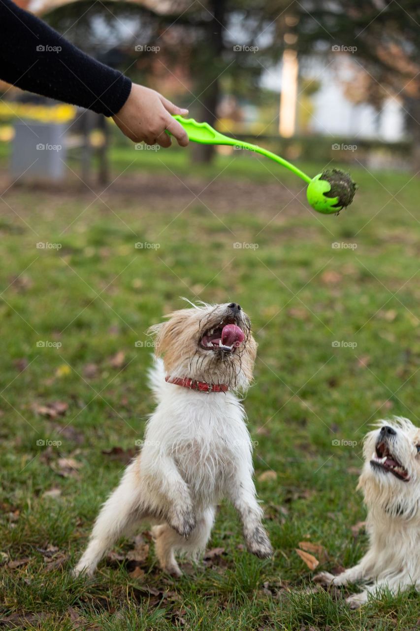 The dog playing with a ball