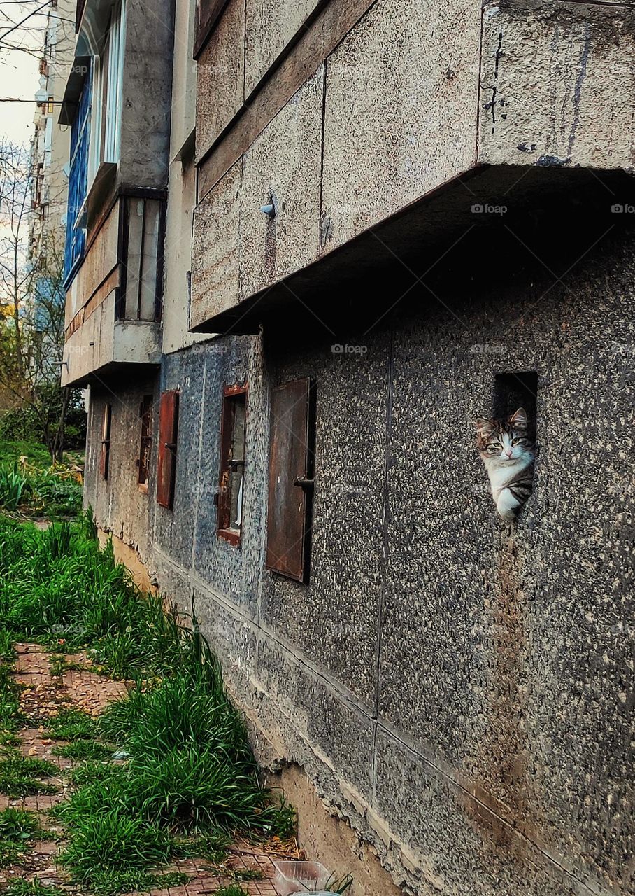 A beautiful photo of a cat peaking from a hole in an old apartment building in the spring in a neighbourhood in Bulgaria