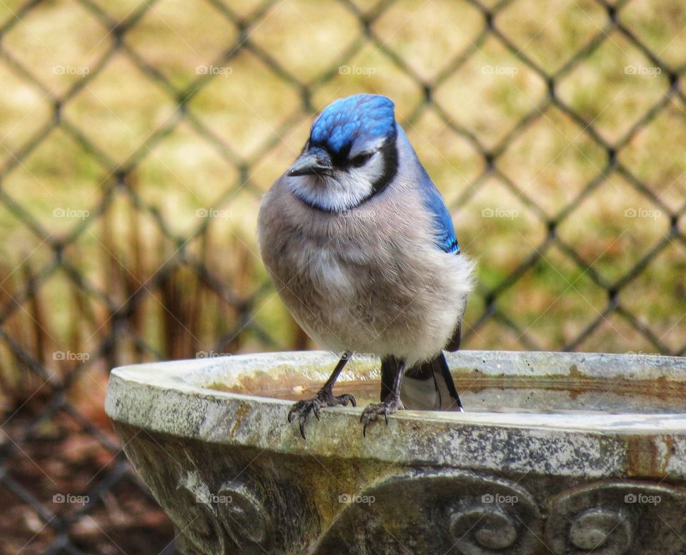 Blue jay 