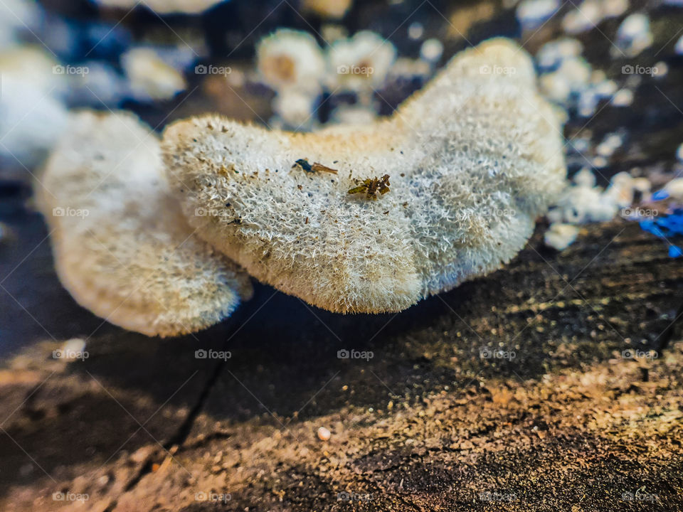 moss growing from a cut tree