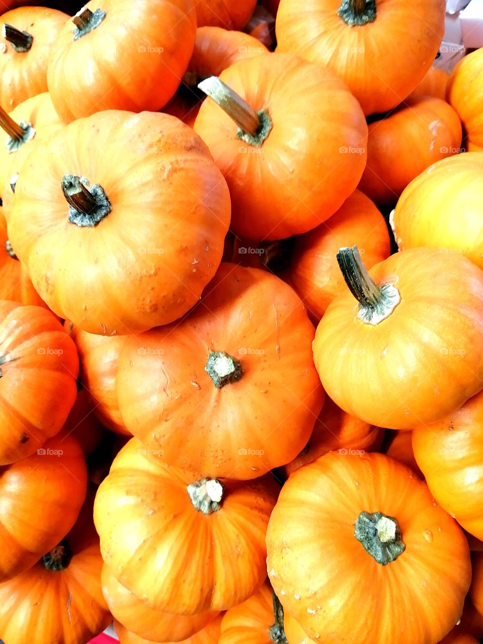 Calabaza!!!!