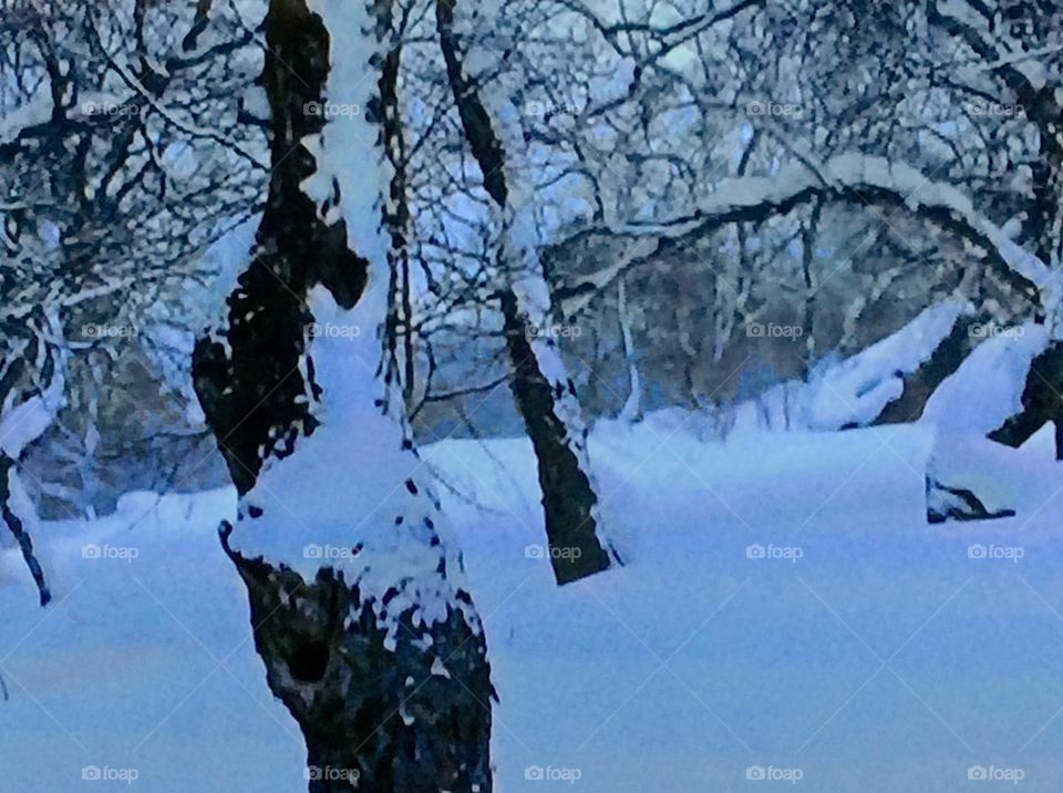 View of bare tree and snow