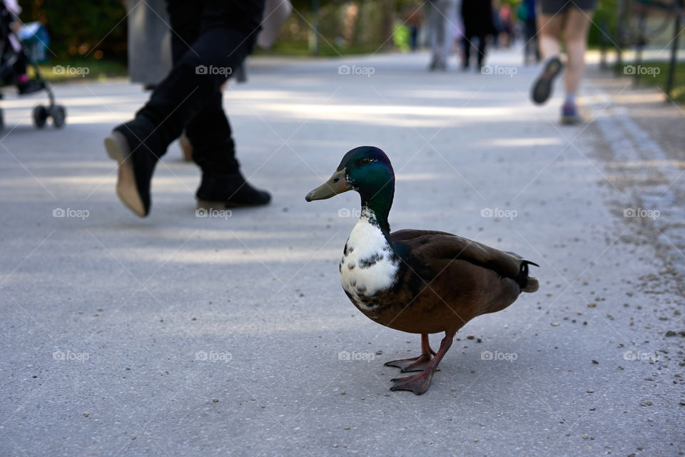 Duck walking down the street 