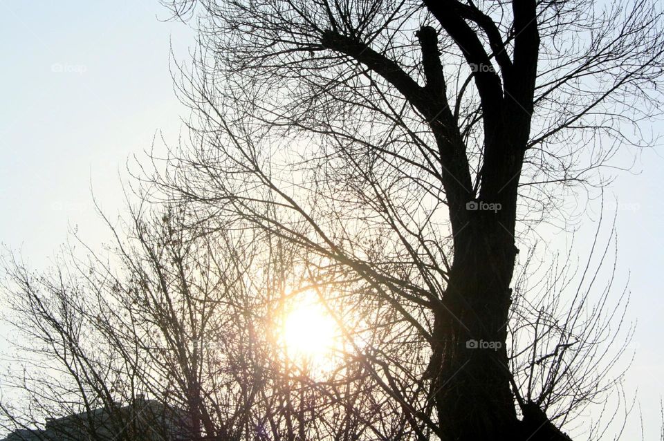 The sun in the branches