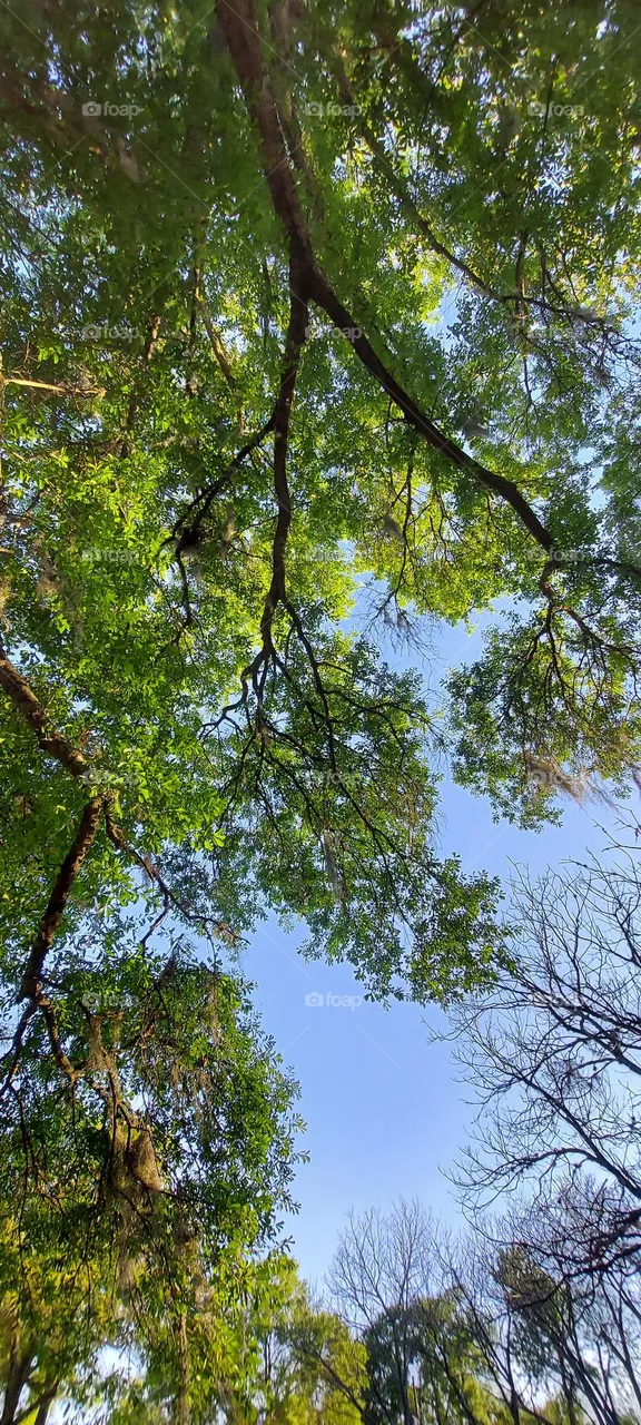 SpringTime
