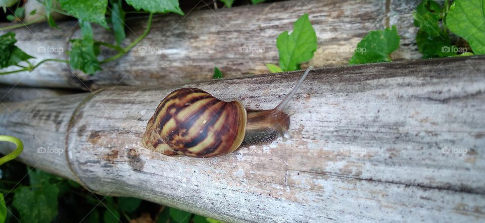 Snail crawling on a dry bamboo tree
