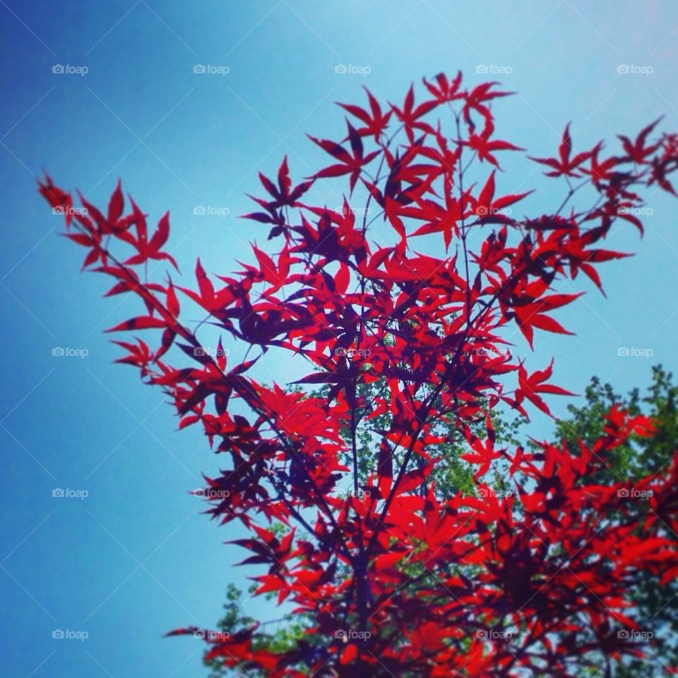 Japanese maple . The striking red leaves.