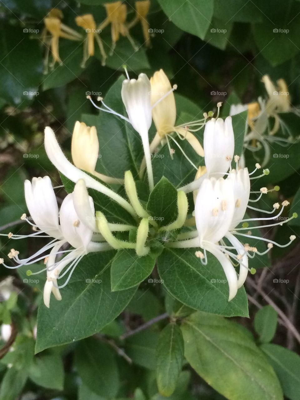 Honeysuckle
