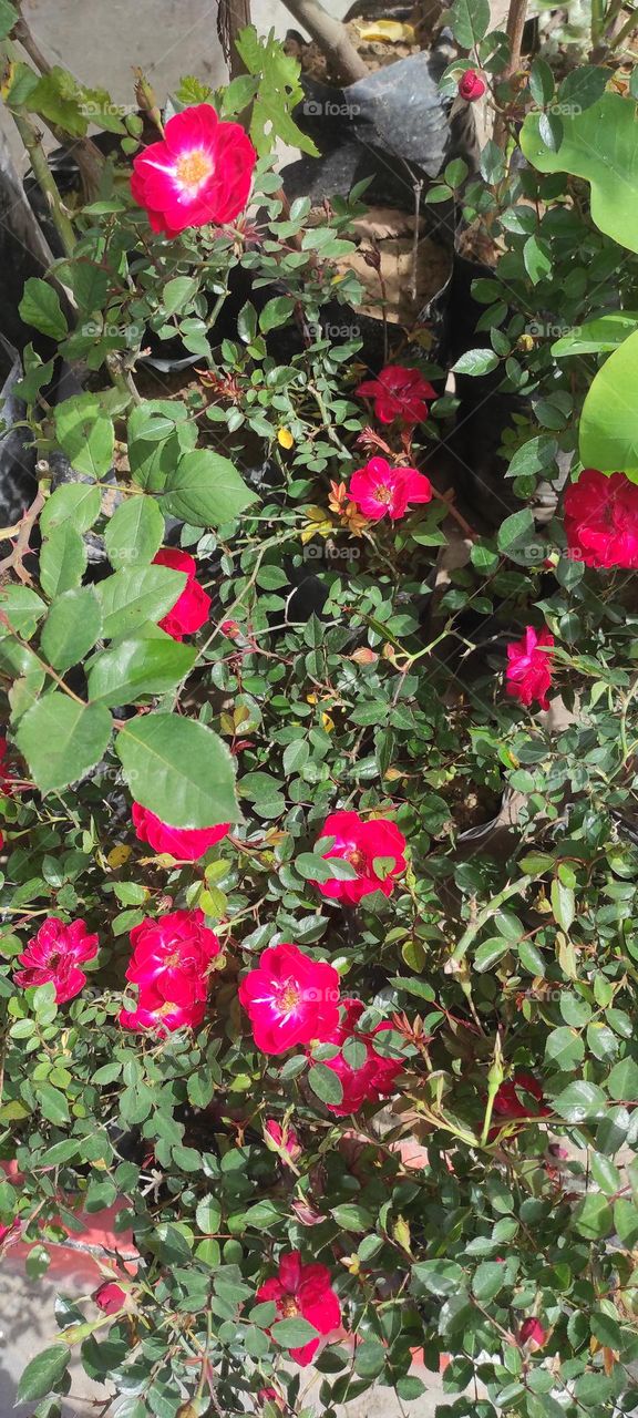 Natural flowers in multiple colors of indescribable beauty