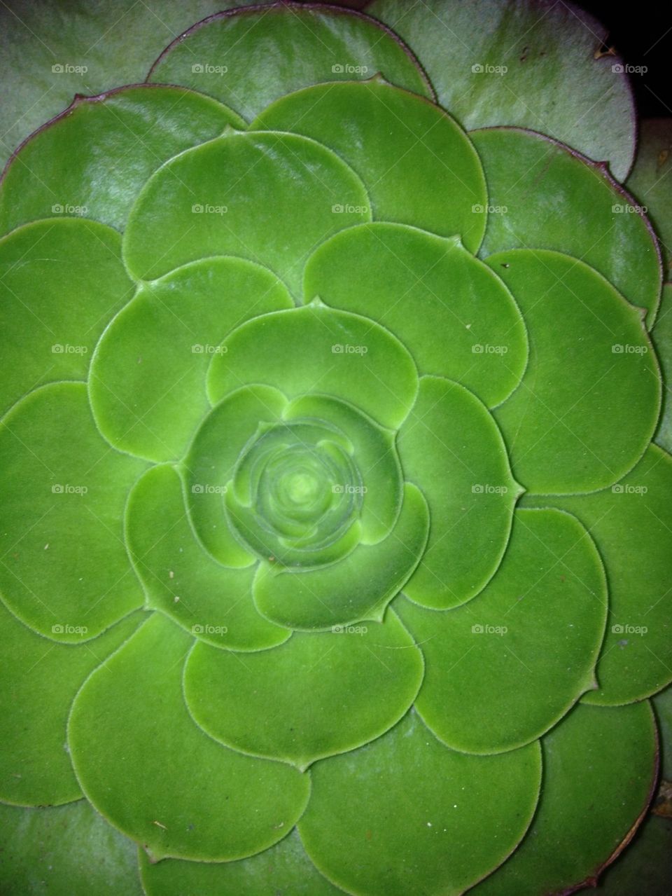 Green Succulent 