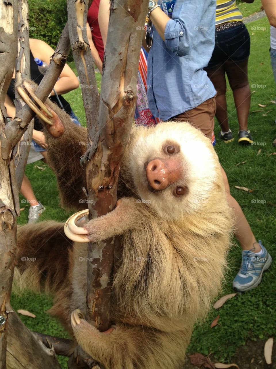 Sloth at Toucan Rescue Ranch in Costa Rica