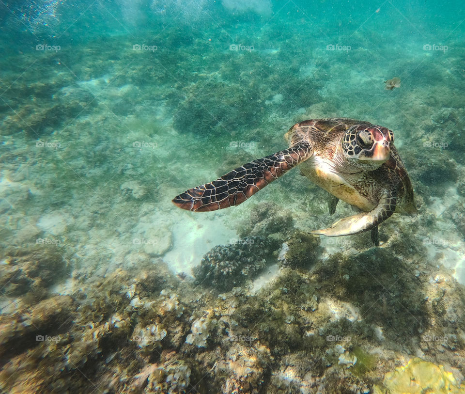The view of the swimming turtle in the sea in the Philippines