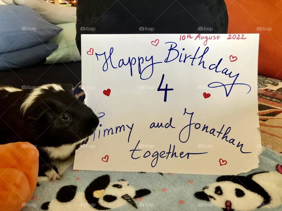 Timmy chewing on the Birthday Poster 