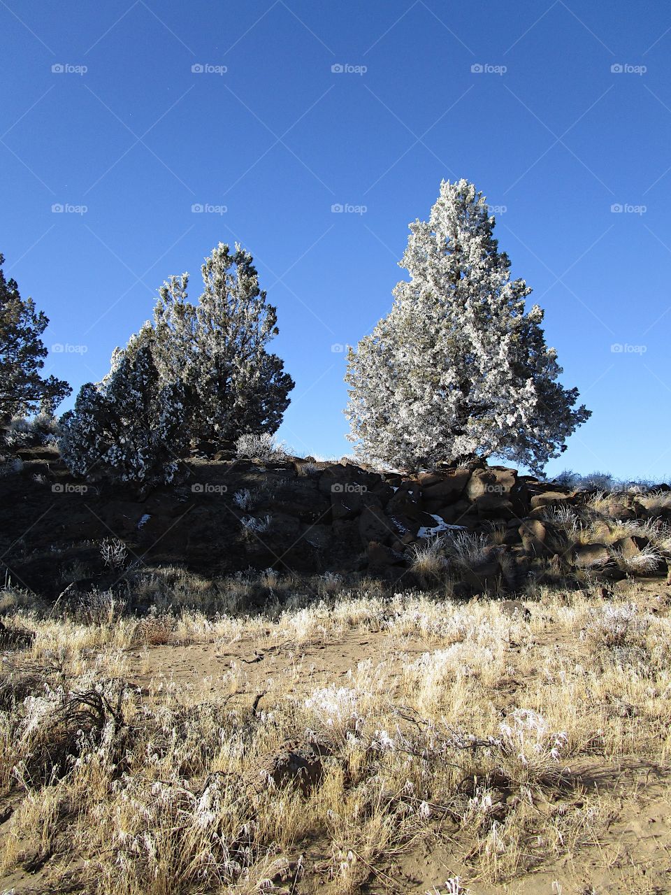 A magnificent frost covers juniper trees in Central Oregon on a beautiful sunny winter day. 