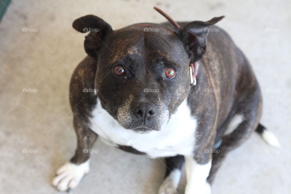 Grandmother Staffordshire Terrier