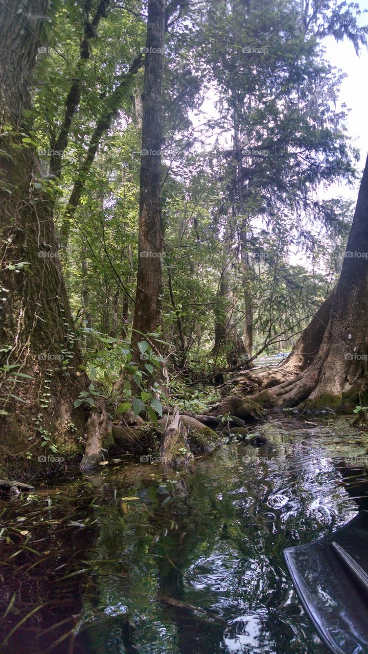 Riverside Swamp