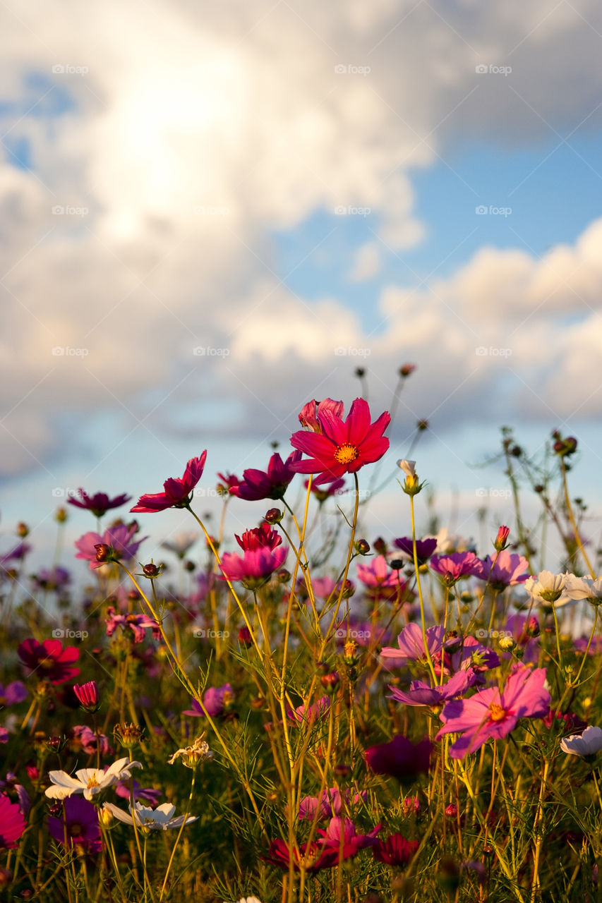 Spring in the afternoon! Field with wild cosmos flowers with clouds during golden hour. Beautiful wild pink white and purple flowers