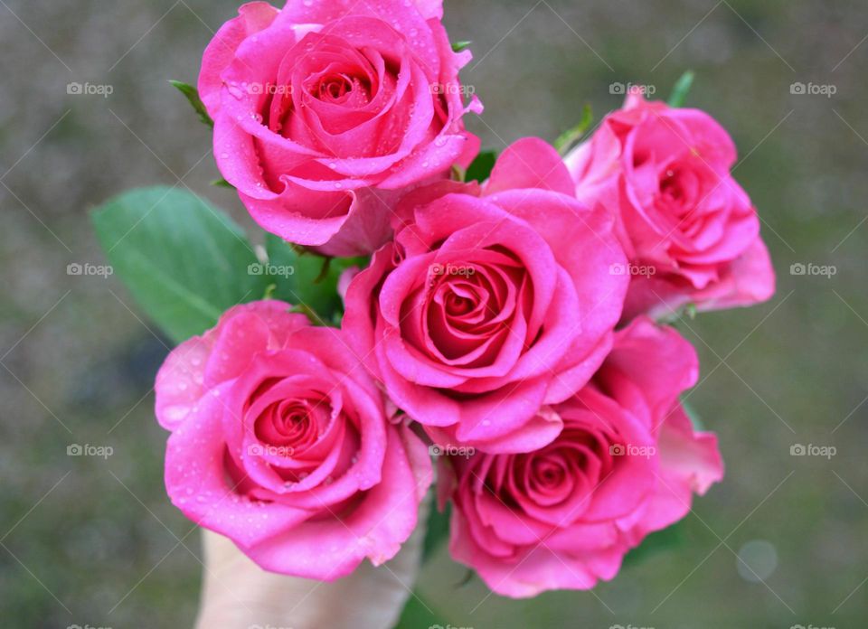 roses flowers in the hand magic magenta colour