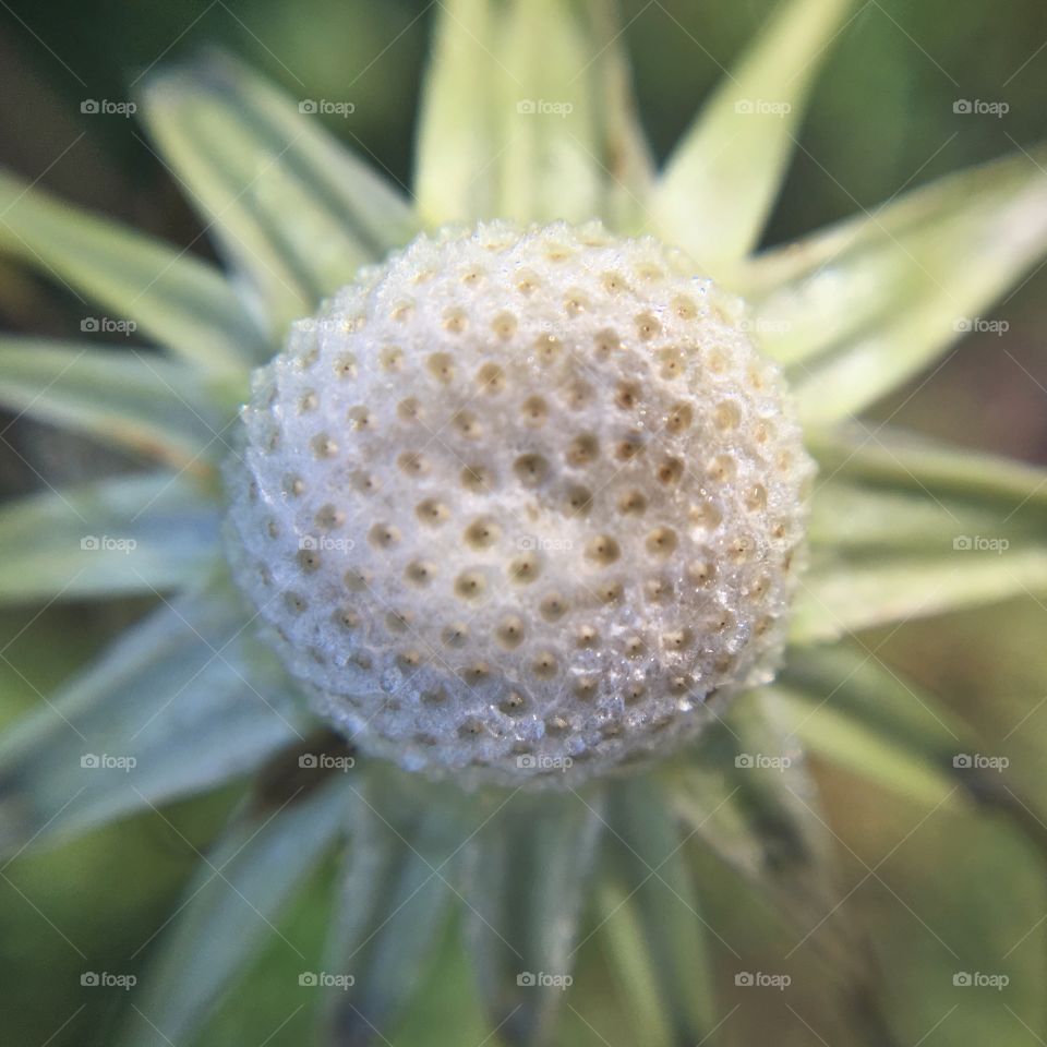 Empty Dandelion 