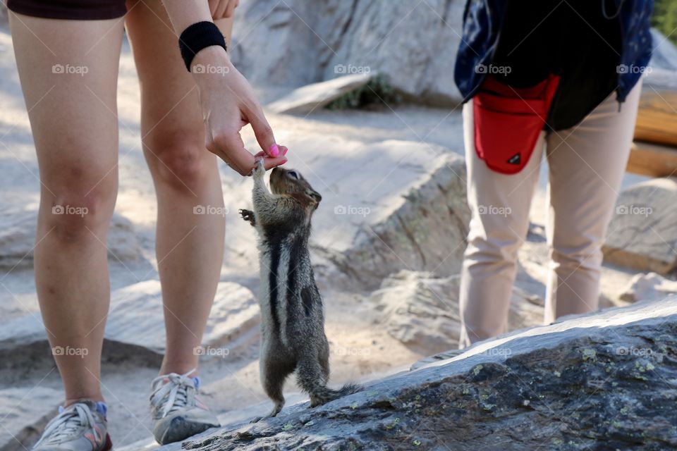 The chipmunk who came to say hi and was amazed by the pink nails of the girl - the colour might look perfect to its long nails too ..