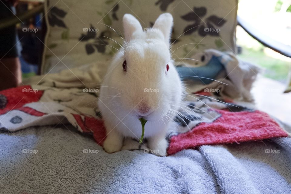 Rabbit eating basil