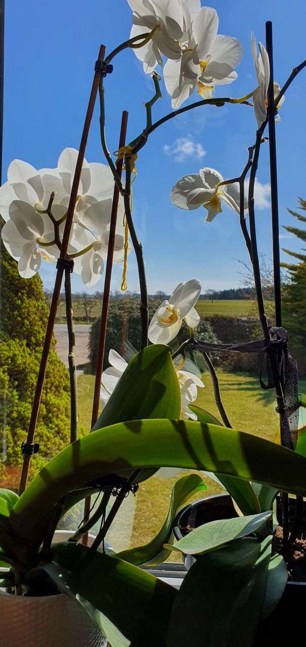 flowers